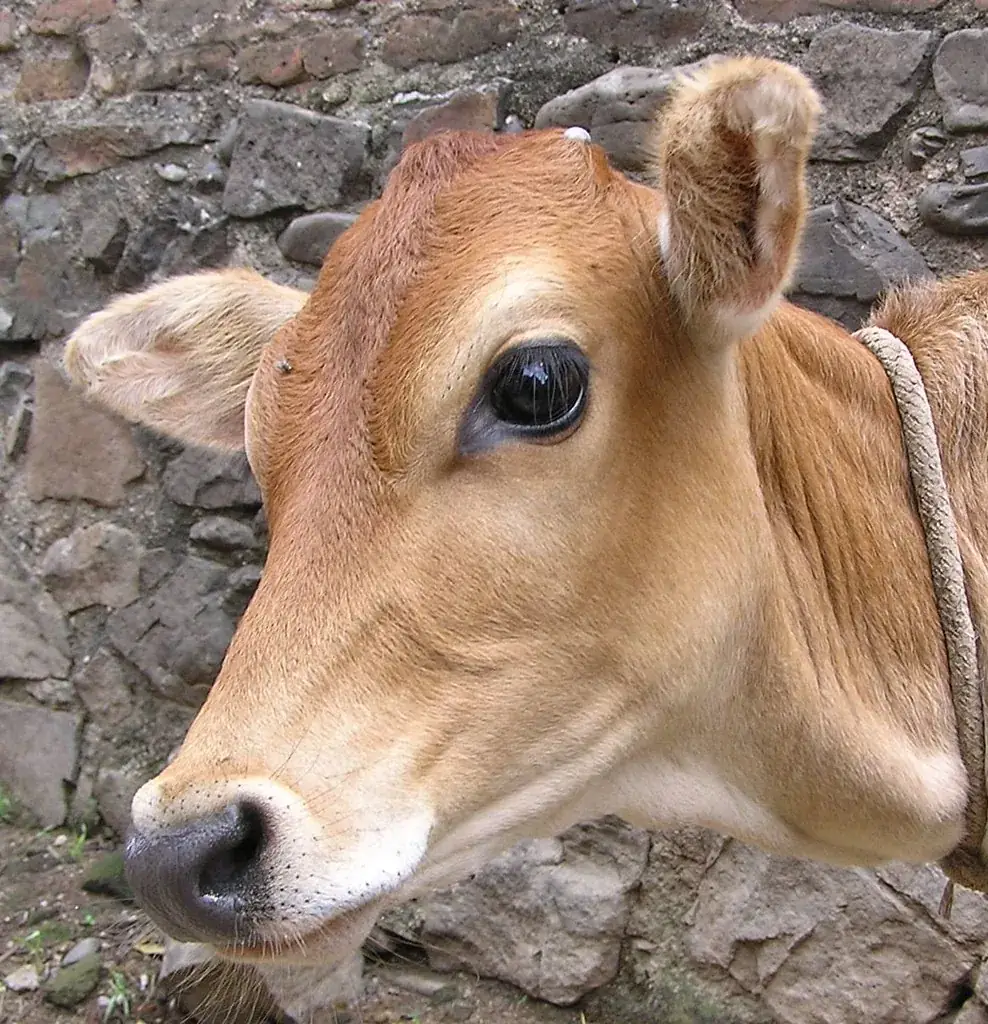 A young calf standing beside a stone wall